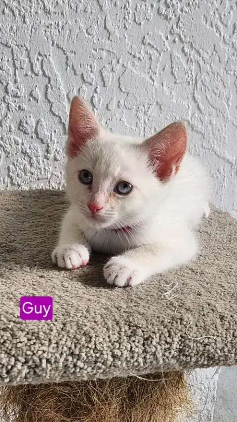Guy *