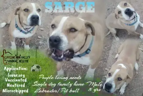 Sarge