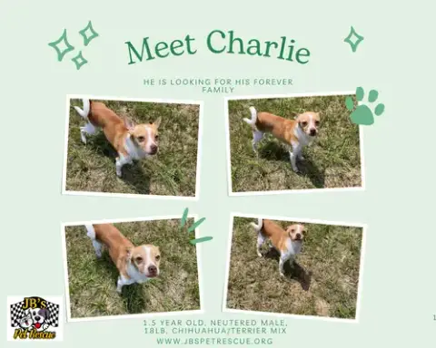 Charlie photo 5