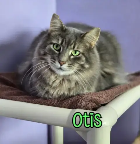 Otis photo 3
