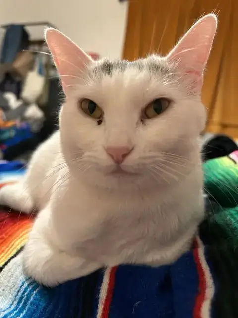 Guerita