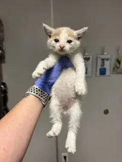 Paco