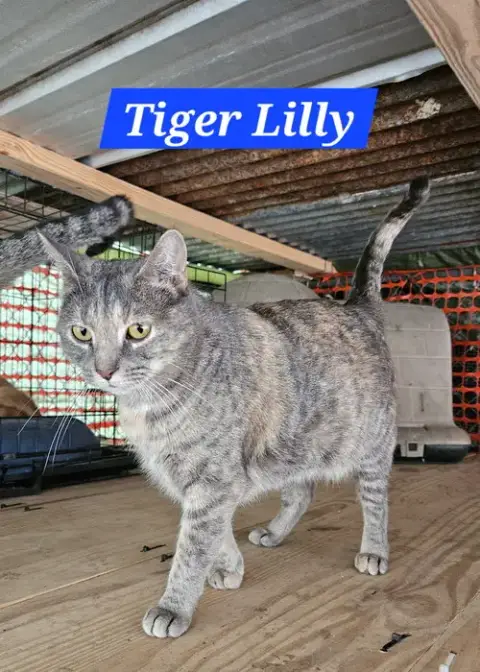 Tiger Lilly
