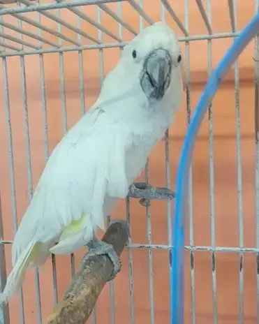 Big Boy
