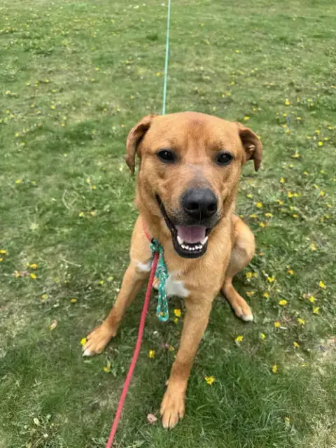 Mr. Buddy photo 5