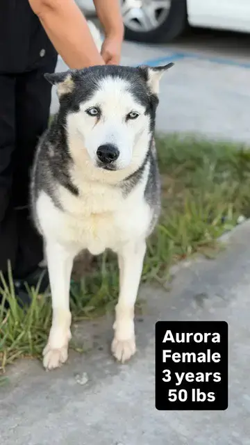 Aurora