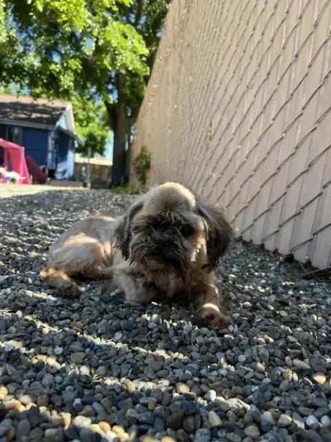 Miko photo 4