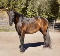 Stella