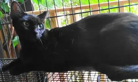 A-Mitzy Barn Cat photo 4