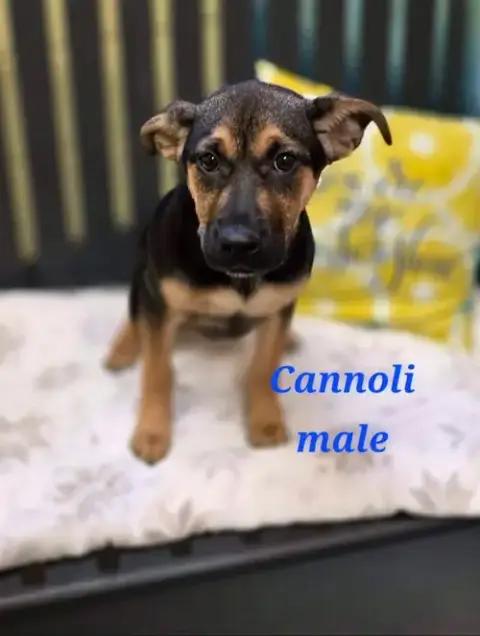 Cannoli photo 2