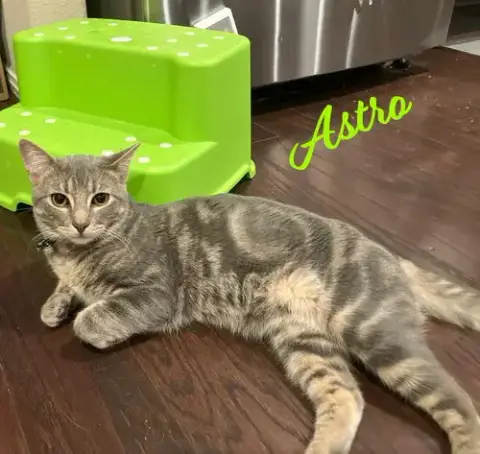 Astro #Mr-Congeniality