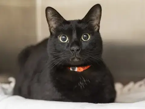 Jiji