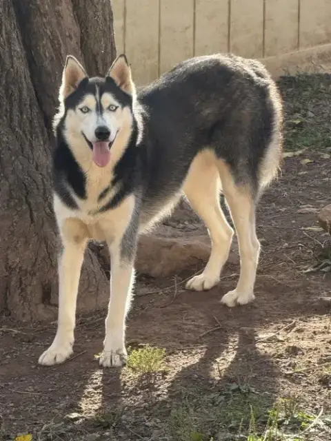Sasha photo 2