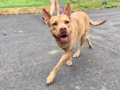 Coco