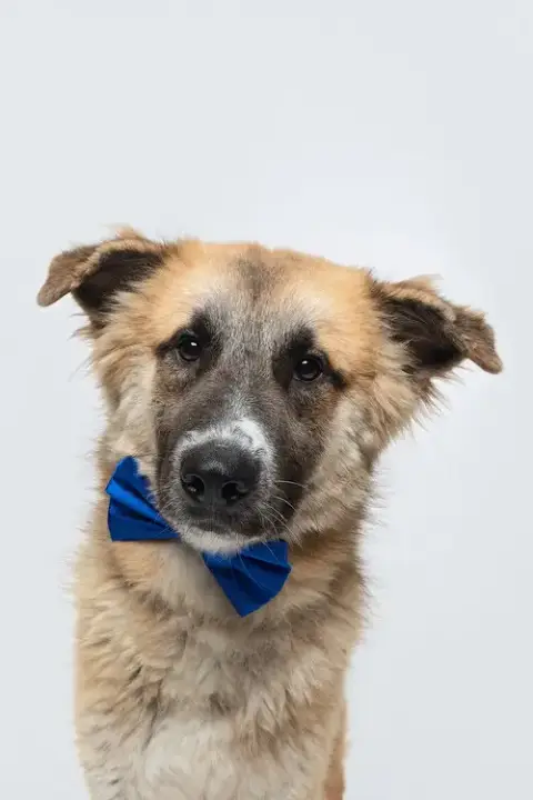 Biscuit