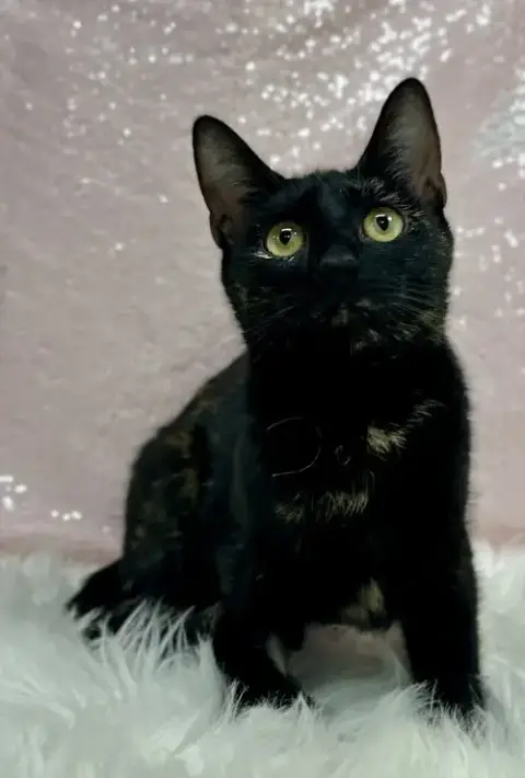 Lumen photo 4