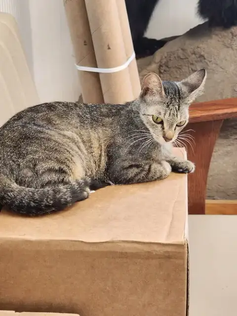 Kitcat