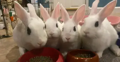 Luna'S Mars Rabbit Kit photo 2