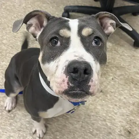 Nala
