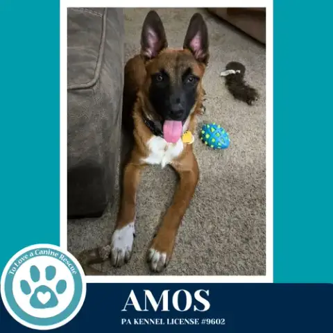 Amos photo 3