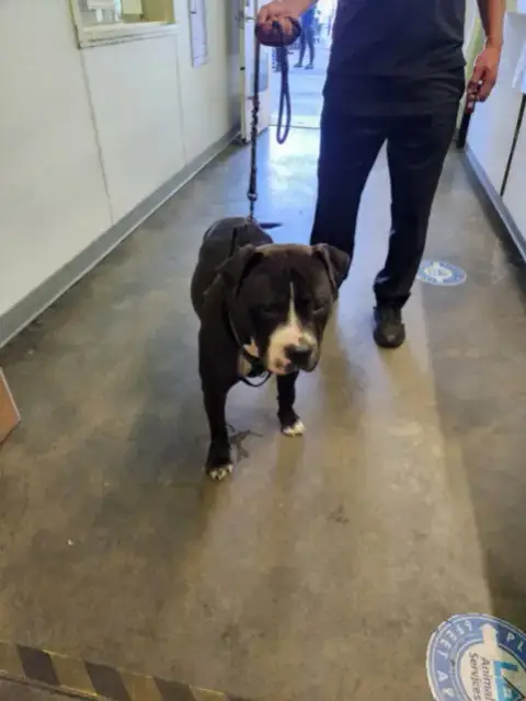 Tonka