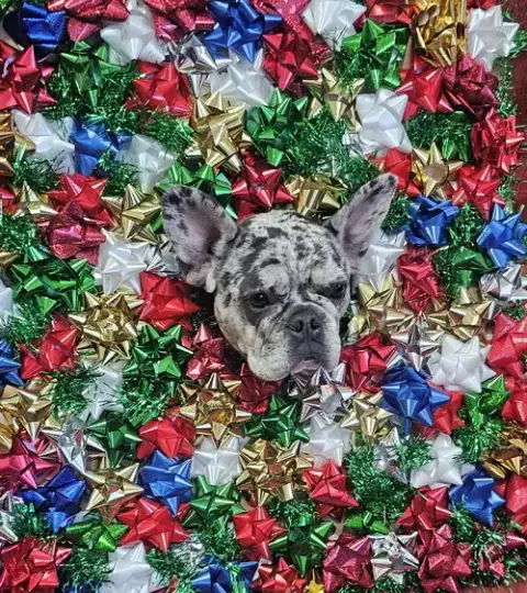 Pepper Fh photo 4