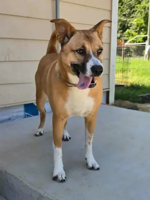 Callie photo 2