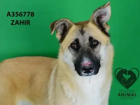 Zahir