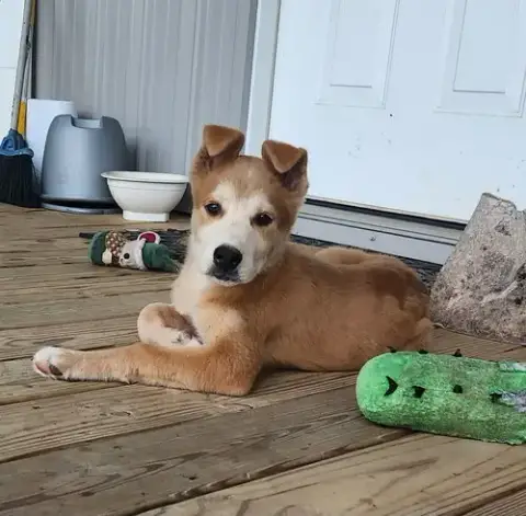 Cooper- Cutest Boy! photo 3