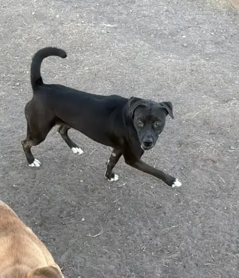 Josie photo 4