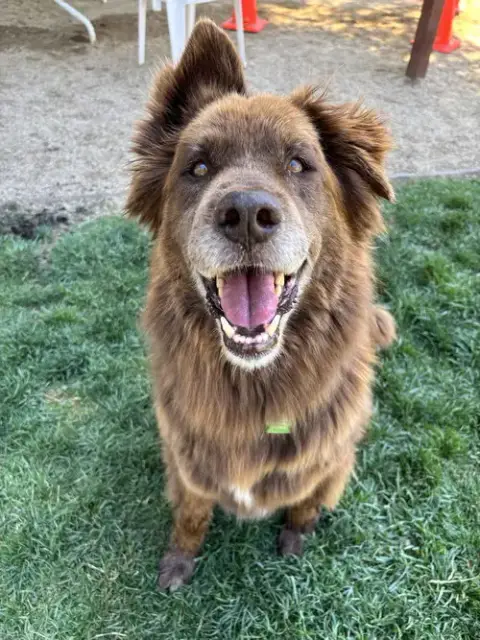 Koda