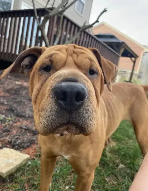 Piper