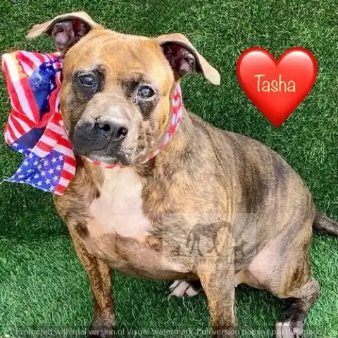 Tasha