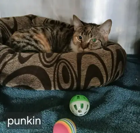 Punkin