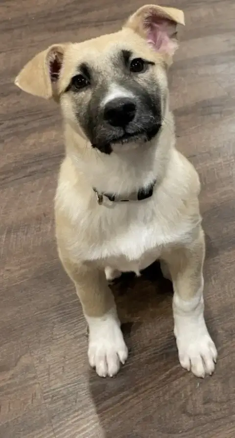 Pistachio