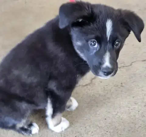 Puppy Tommy Boy photo 3