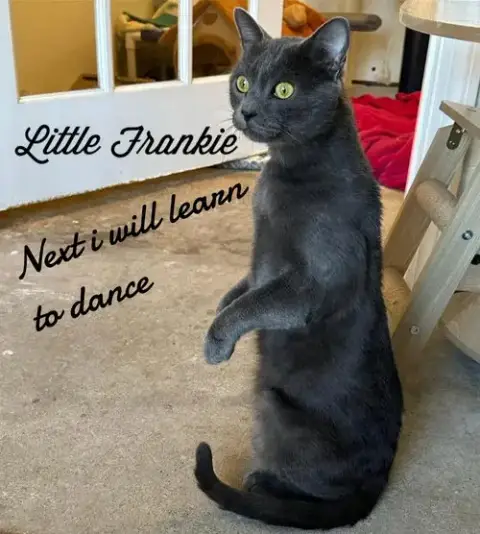 Little Frankie photo 2