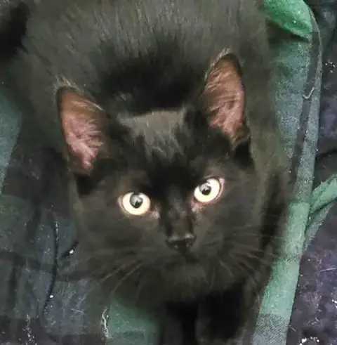 Indy #Copper-Penny-Eyes photo 5