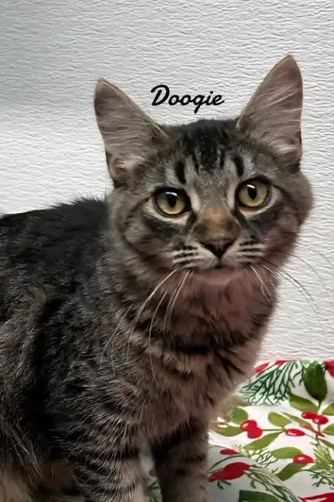 Doogie photo 2