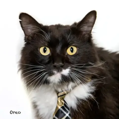 Oreo