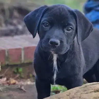 Piper