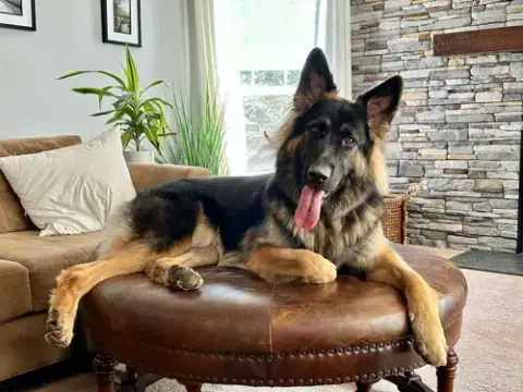 Artemis