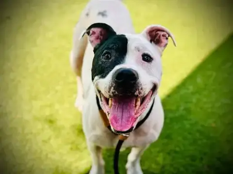 Apollo