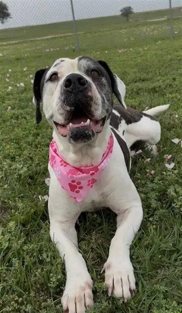 Daisy
