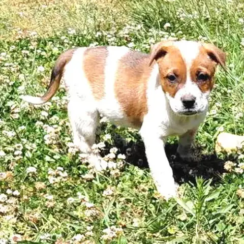 Gunner photo 2