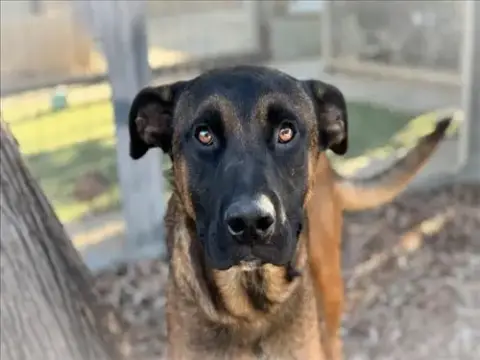 Scooby
