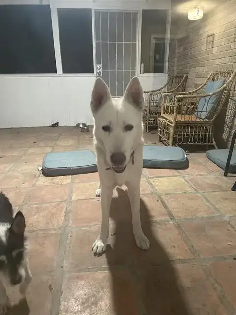 Nemo