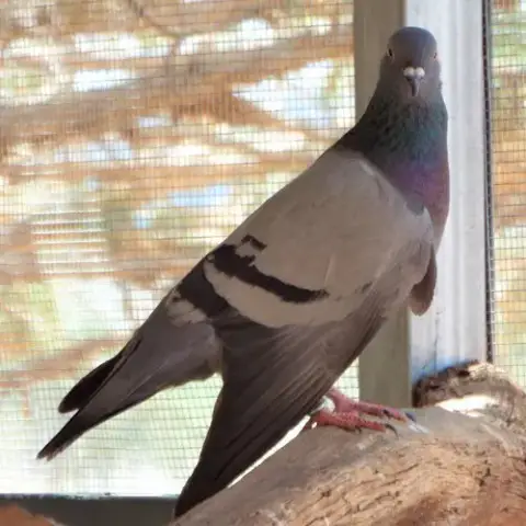 Paloma 254
