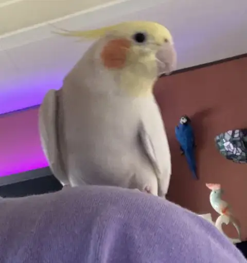 Peaches photo 2