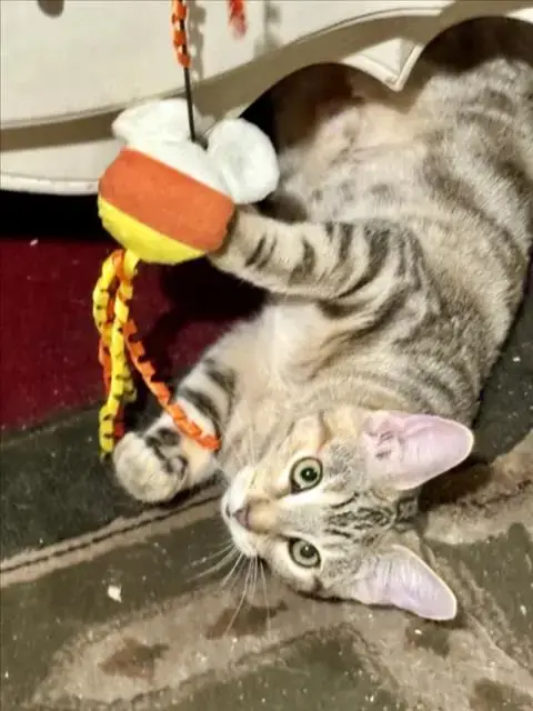 Lydia